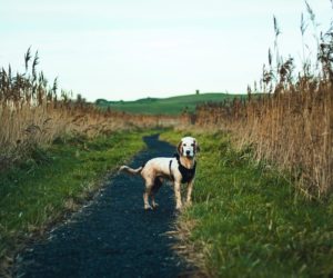 #4 – Mais il est où le chien ? …  L’anxiété.