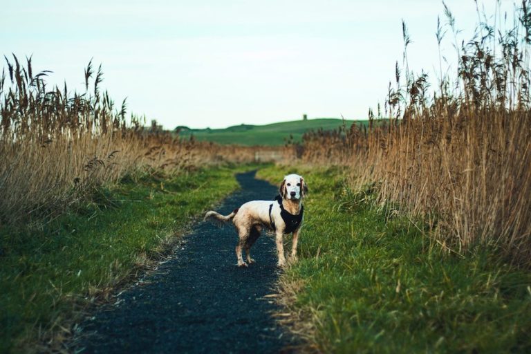 Lire la suite à propos de l’article #4 – Mais il est où le chien ? …  L’anxiété.